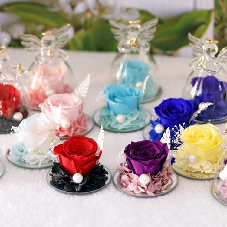 กุหลาบนิรันดร์แองเจลิค